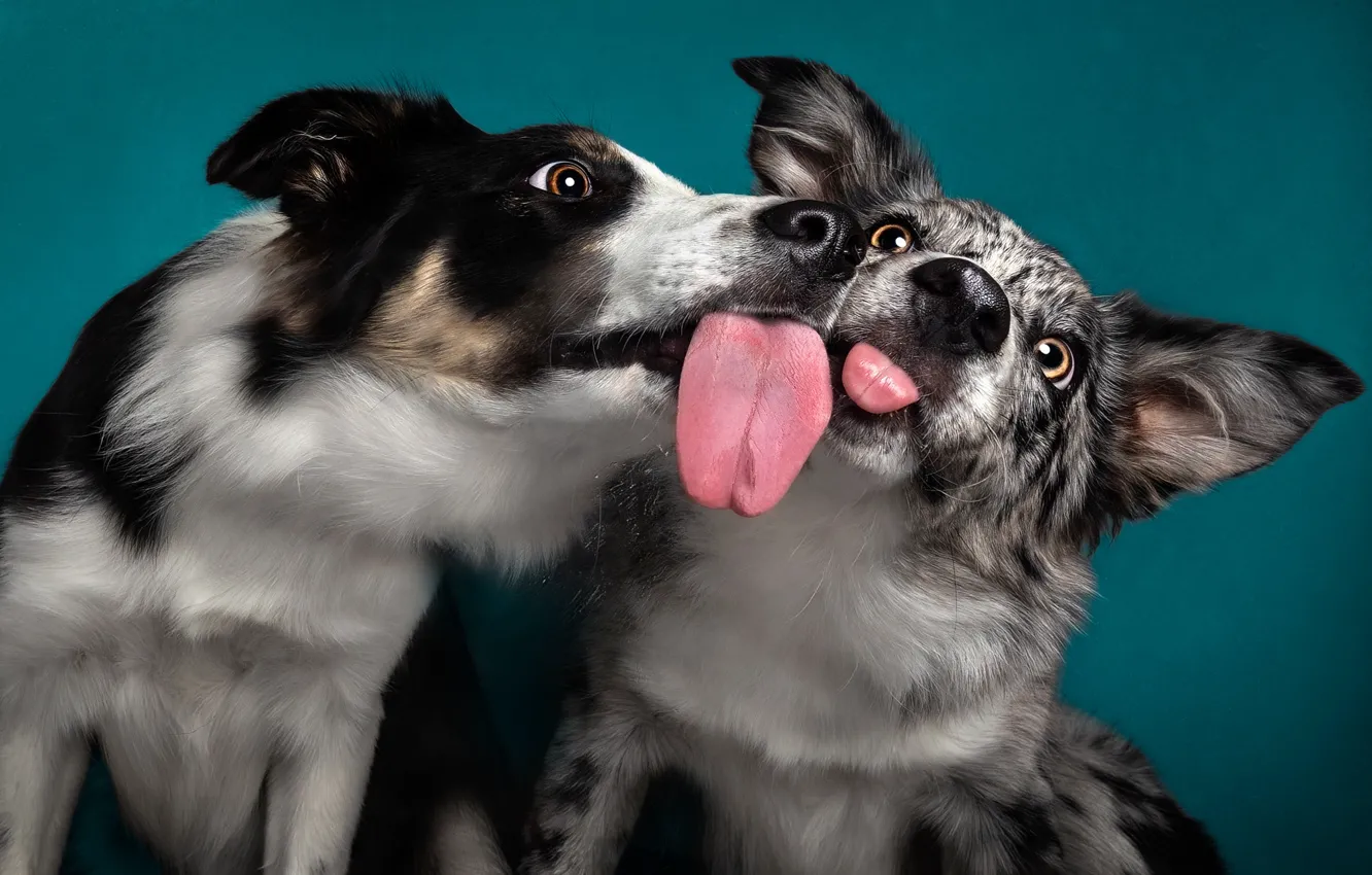 Фото обои язык, собака, мордашка, парочка