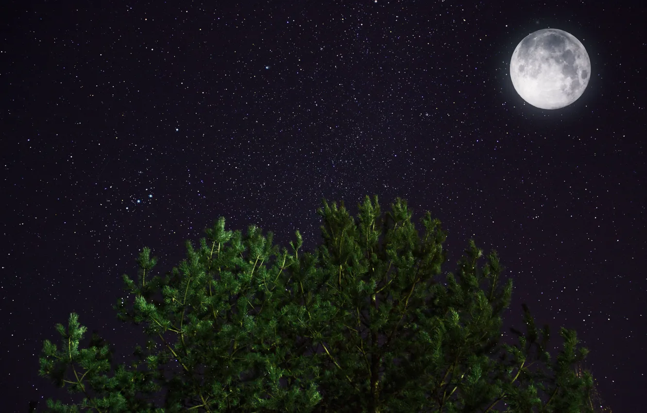 Фото обои космос, звезды, ночь, луна, сосна