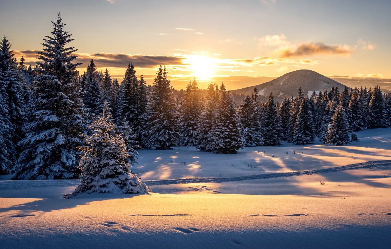 Фото обои зима, лес, снег, закат, гора, Австрия, ели, сугробы