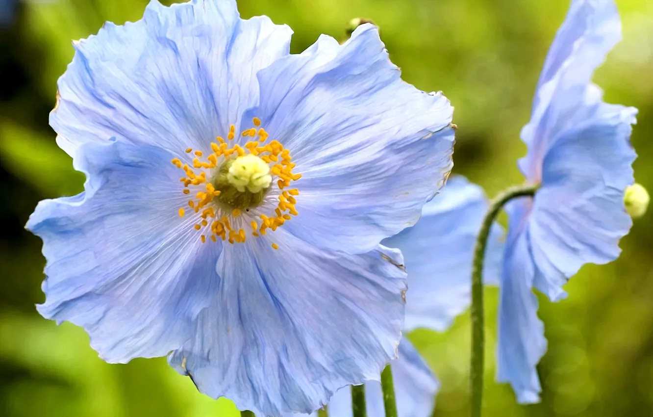 Фото обои лето, цветы, фон, лепестки, тычинки, голубые маки