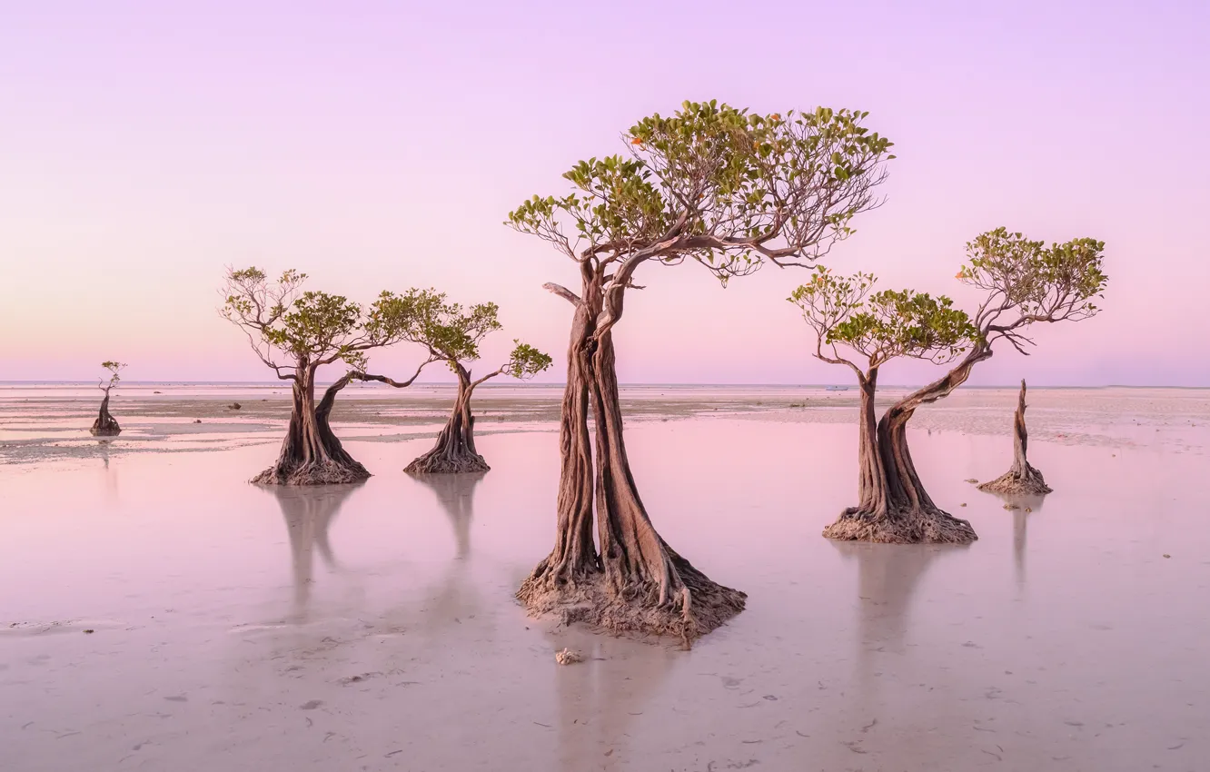 Фото обои Island, Walakiri Beach, Sumba, Dancing Trees