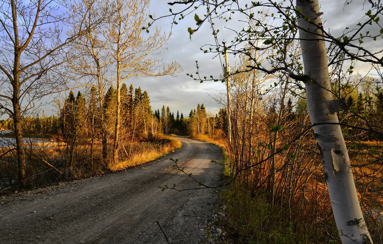 Фото обои дорога, лес, деревья, весна, Alain Audet