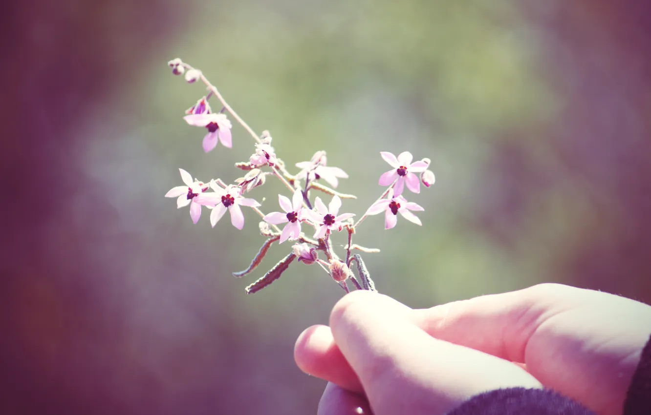 Фото обои цветок, макро, настроение, растение, рука, colours, macro