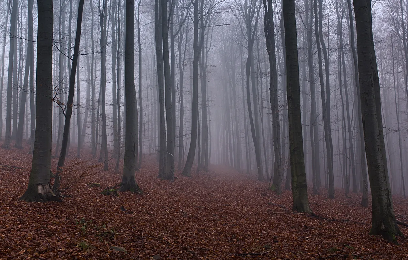 Фото обои осень, лес, деревья, туман, опавшие листья