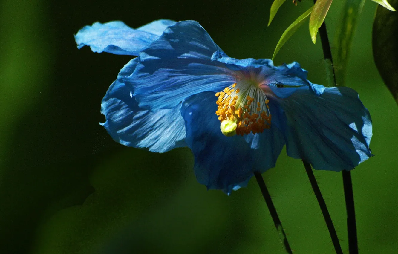 Фото обои цветок, листья, фон, голубой