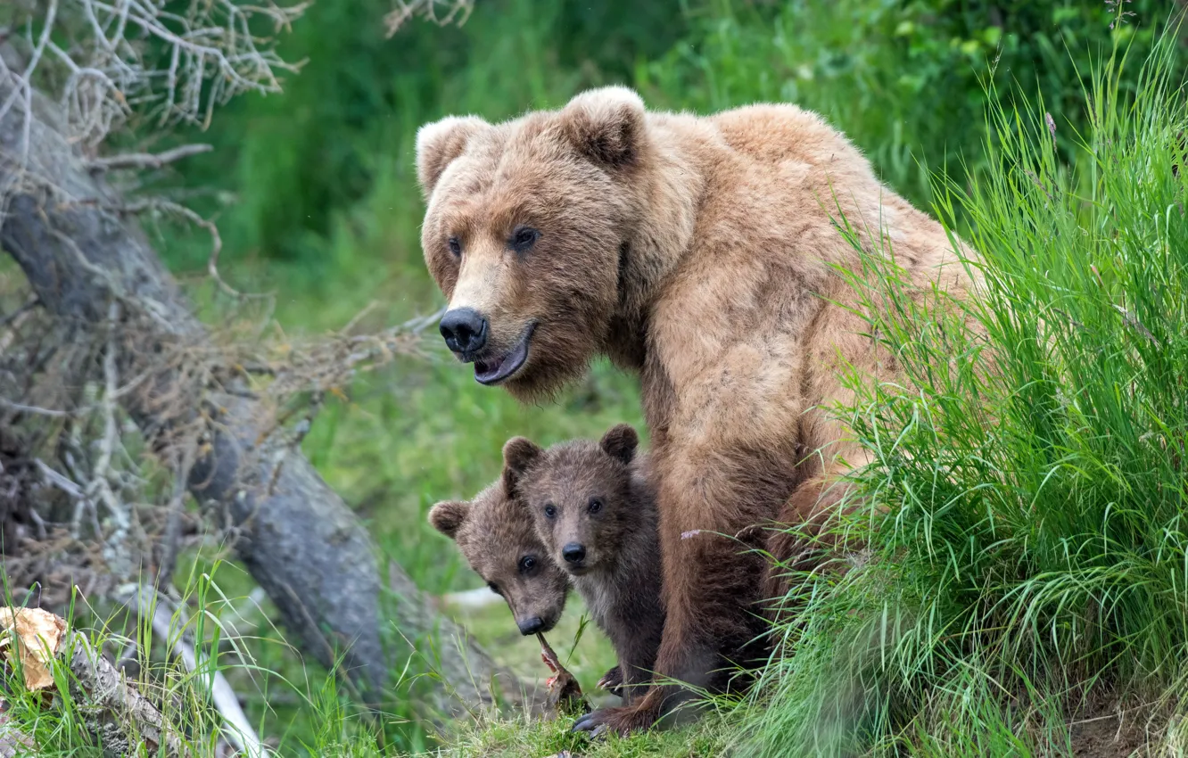 Фото обои трава, медведи, медвежата, парочка, медведица, Гризли
