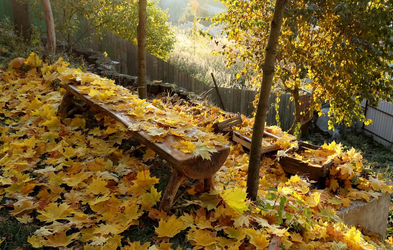 Фото обои осень, листья, скамья