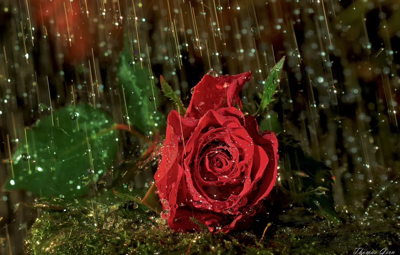 Фото обои капли, макро, дождь, роза, бутон