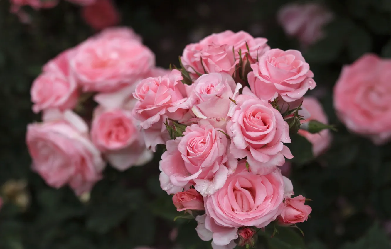 Фото обои розовый, розы, лепестки