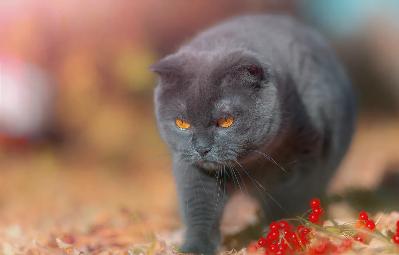 Фото обои кошка, ягоды, калина, котейка, Британская короткошёрстная кошка, Виктор Холудеев