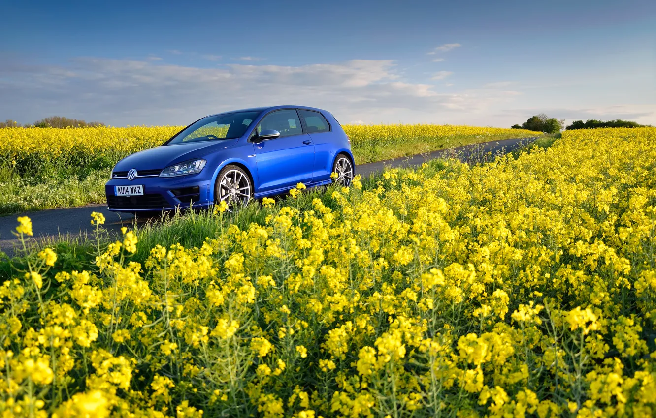 Фото обои поле, цветы, синий, Volkswagen, blue, жёлтые, фольксваген, Golf R
