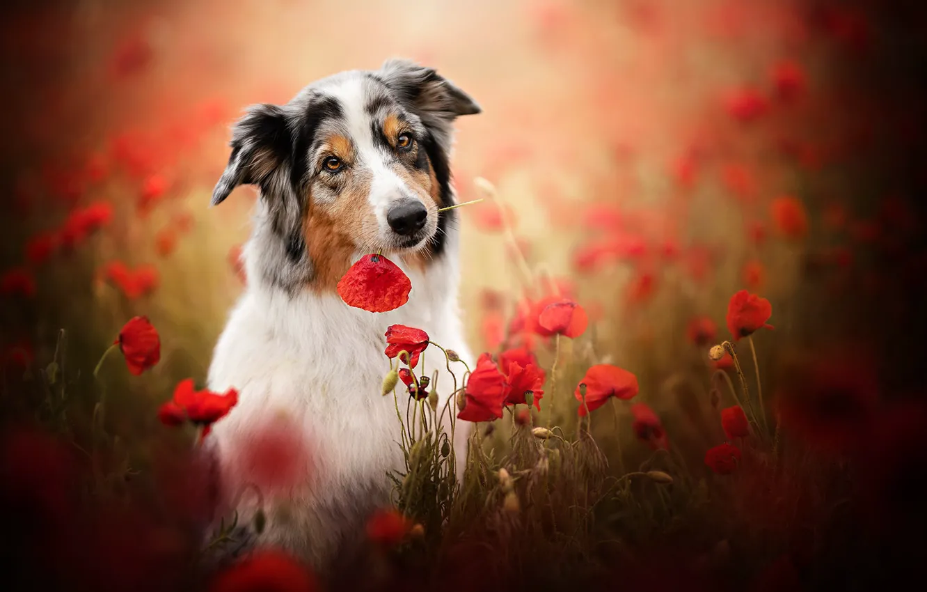 Фото обои морда, цветы, маки, собака, боке, Австралийская овчарка, Аусси