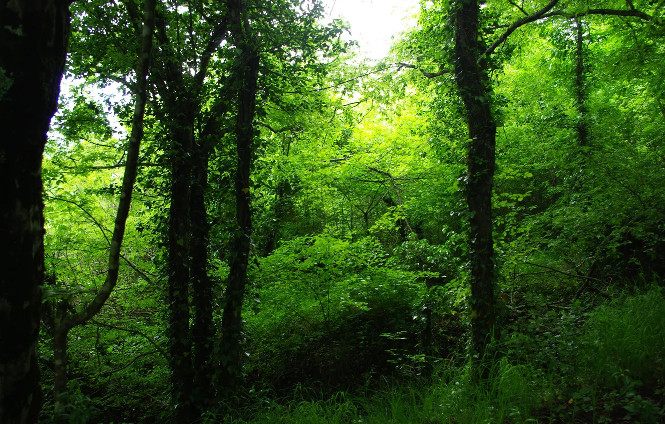 Фото обои зелень, лес, красота, Деревья