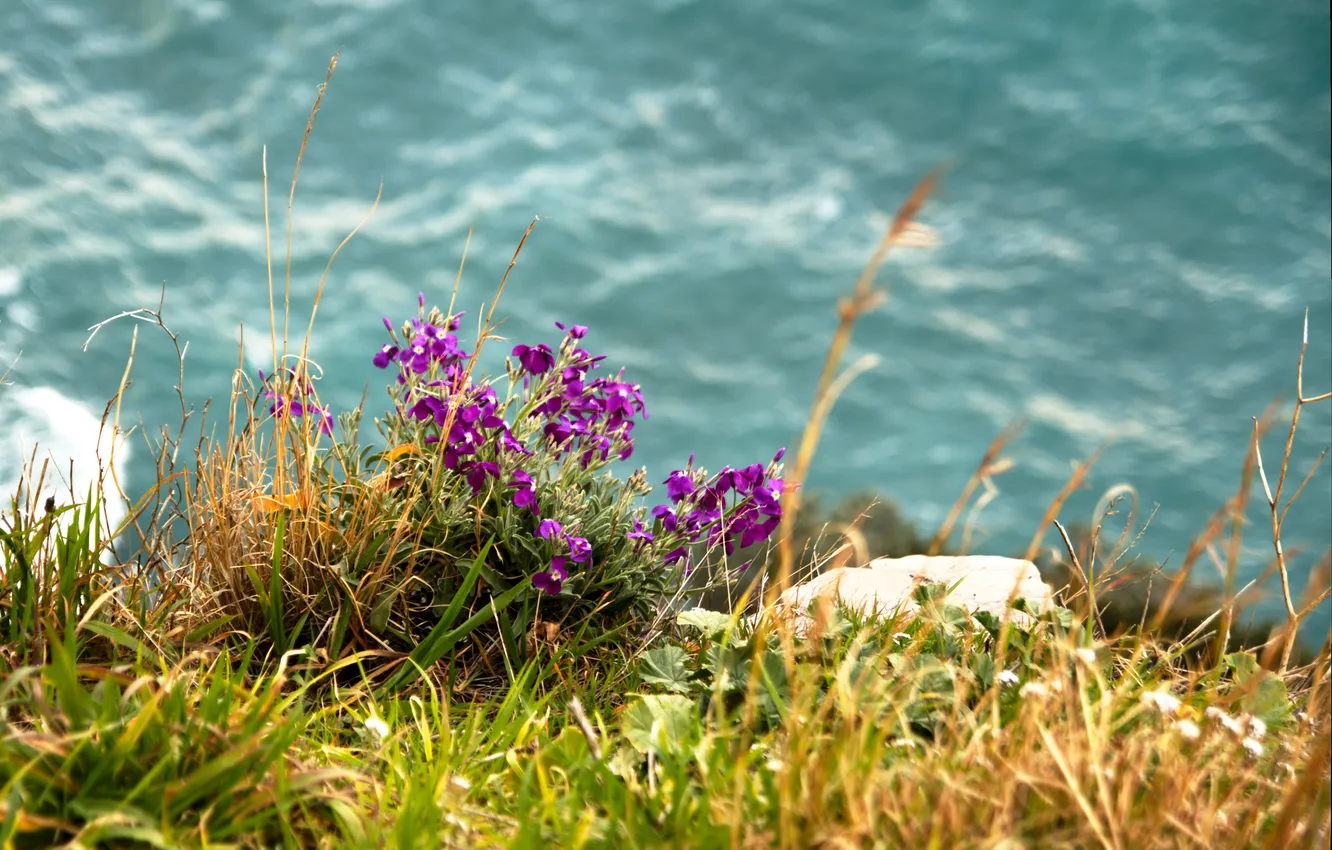 Фото обои трава, вода, цветы, полевые