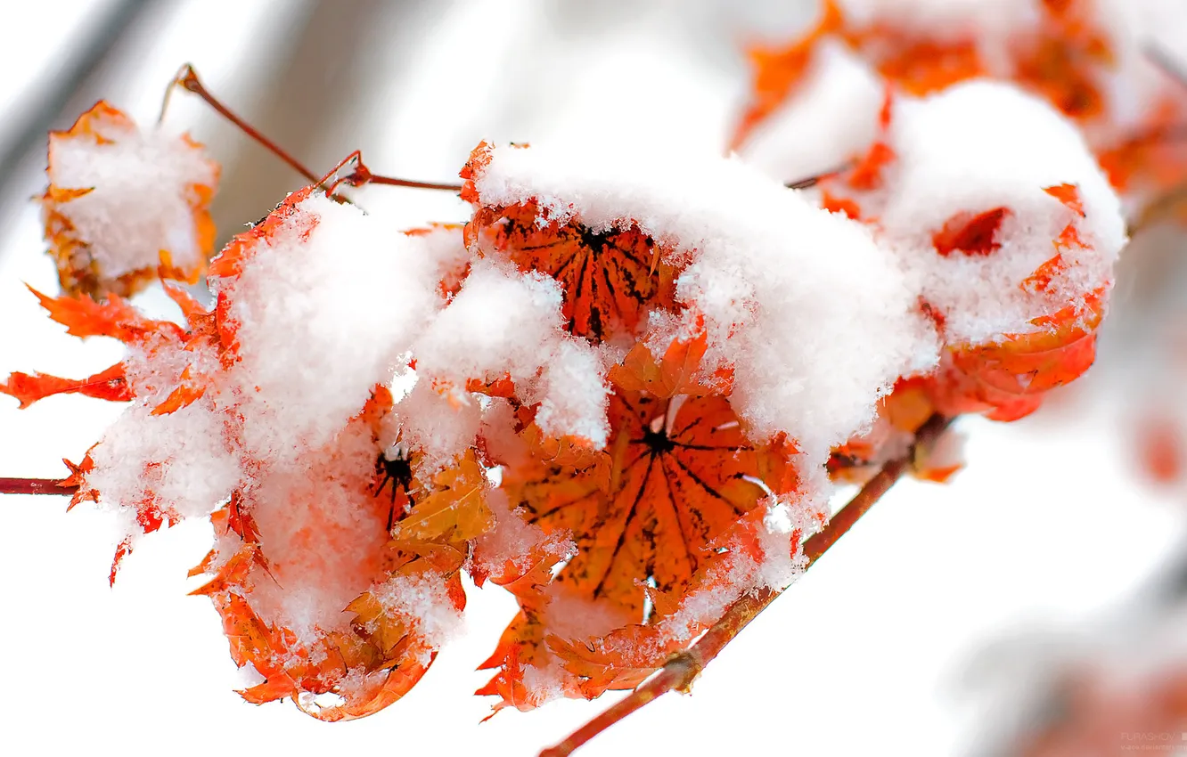 Фото обои зима, осень, листва, winter, Fire and snow