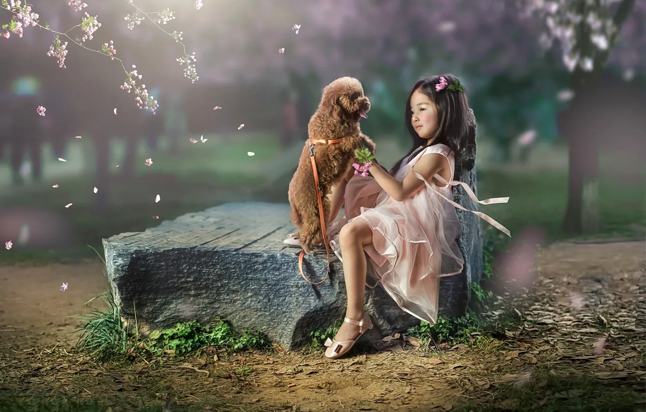 Фото обои настроение, камень, собака, лепестки, девочка, азиатка, друзья, пёсик