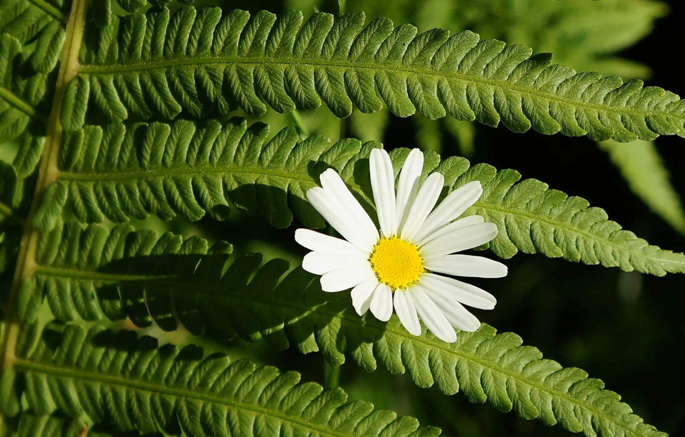 Фото обои flower, twig, blooming
