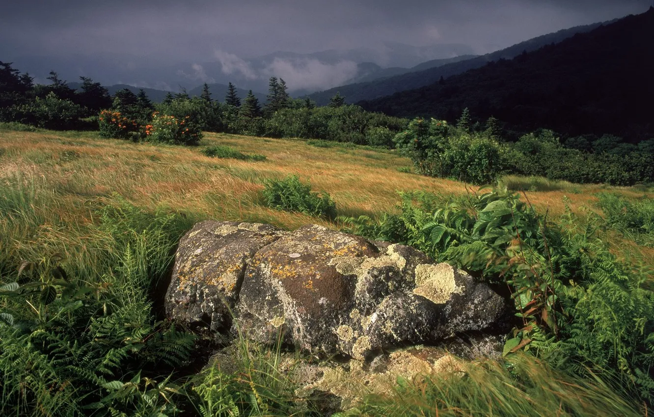 Фото обои трава, буря, склон, Камень