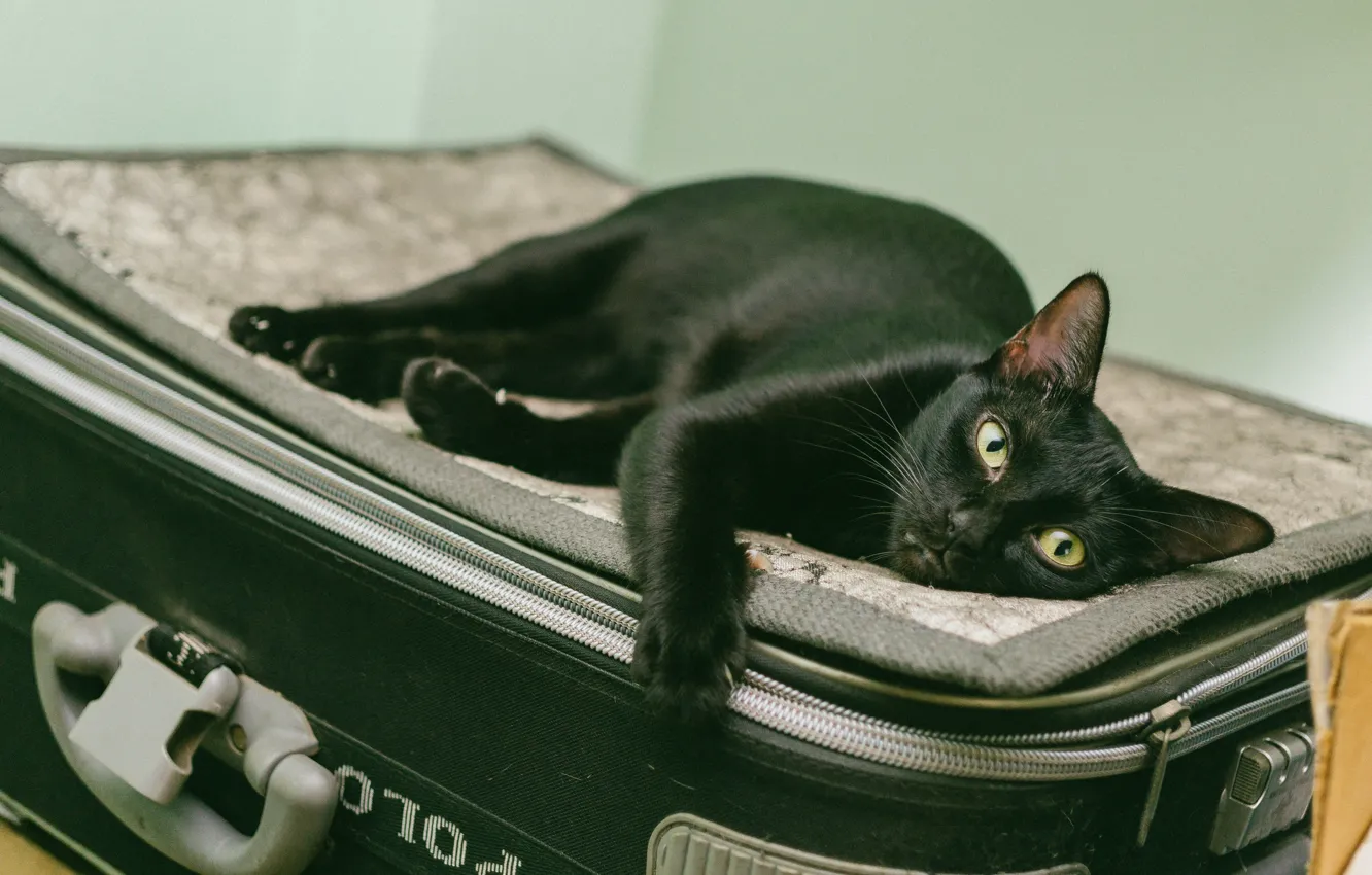 Фото обои кошка, кот, взгляд, поза, фон, черный, лежит, чемодан