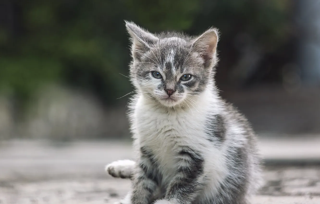 Фото обои глазки, малыш, котёнок