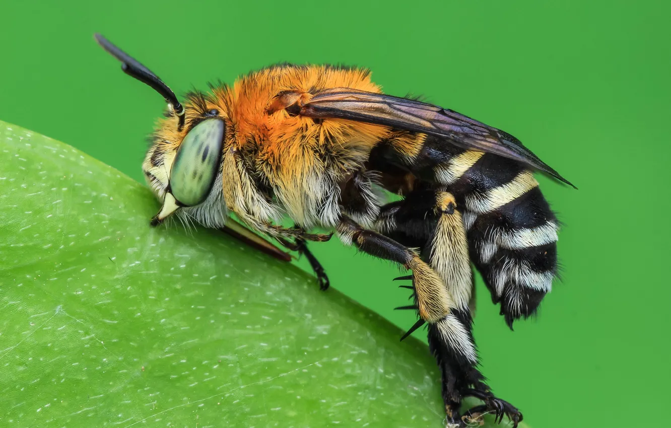 Фото обои макро, пчела, фон, насекомое