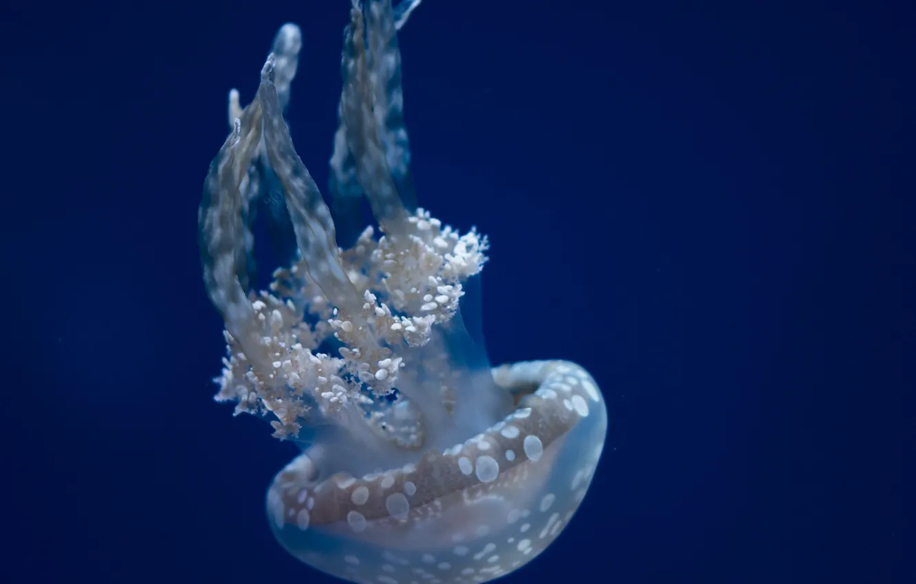 Фото обои синий, аквариум, медуза
