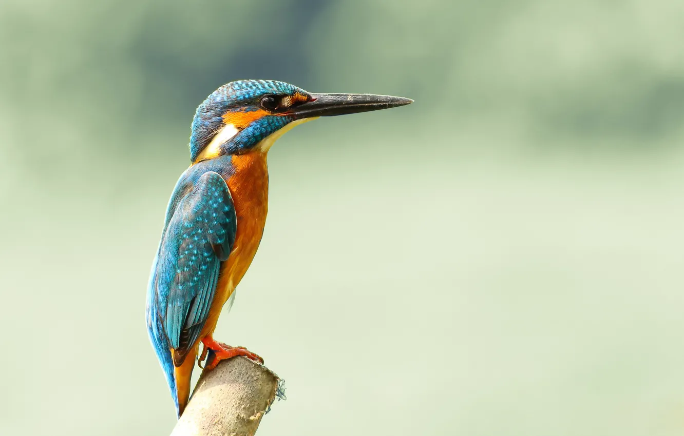 Фото обои птица, kingfisher, alcedo atthis, обыкновенный зимородок