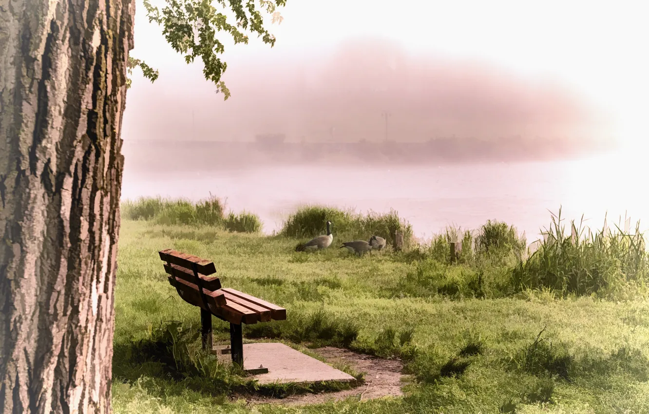Фото обои туман, река, утки, скамья