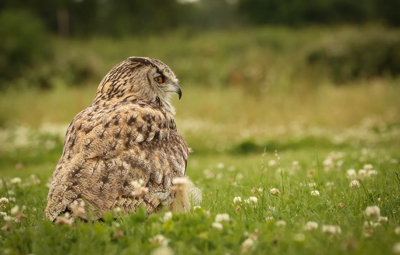 Фото обои природа, сова, птица, травка