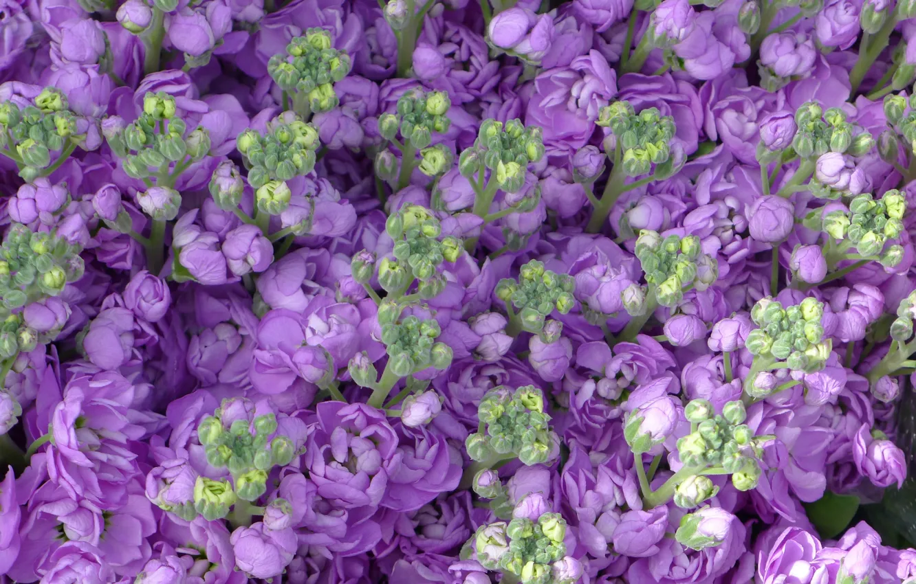 Фото обои фиолетовый, цветы, бутоны, Маттиола
