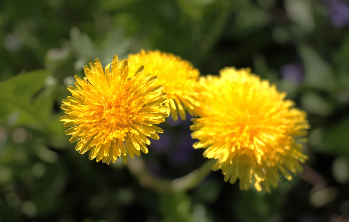 Фото обои солнце, цветы, одуванчик, одуванчики, .желтый цветок