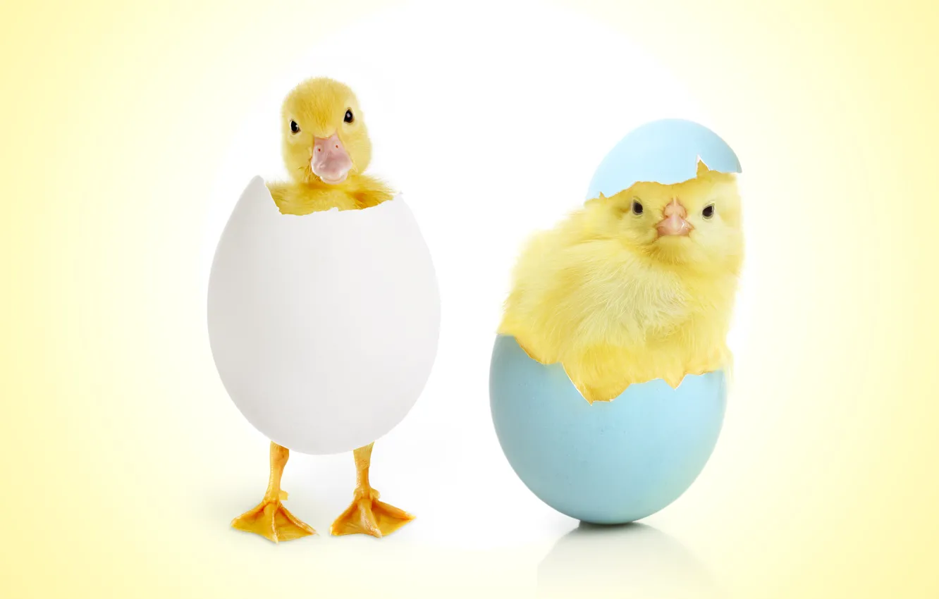 Фото обои яйцо, цыпленок, малыши, птенцы, утенок
