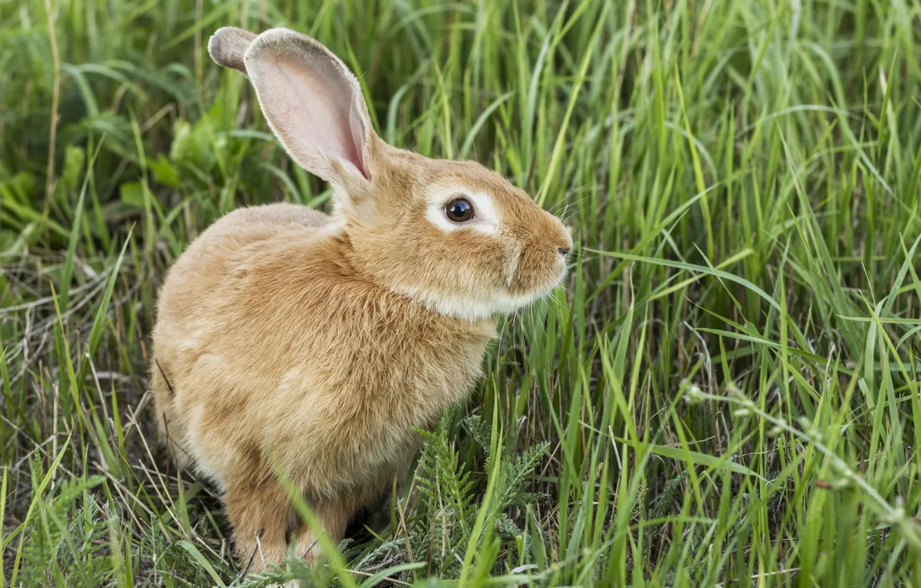 Фото обои трава, заяц, кролик, рыжий