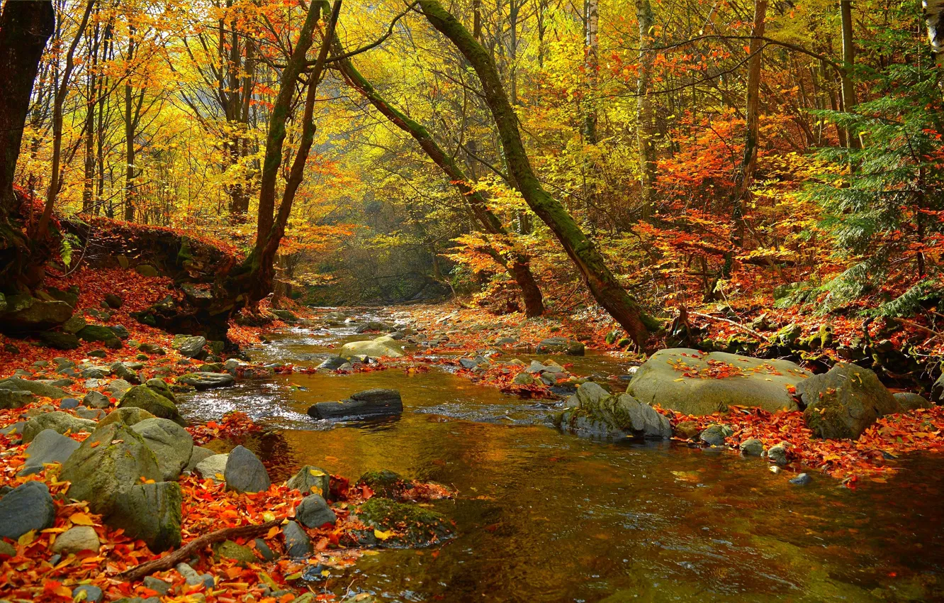 Фото обои Осень, Деревья, Лес, Камни, Fall, Листва, Речка, Autumn
