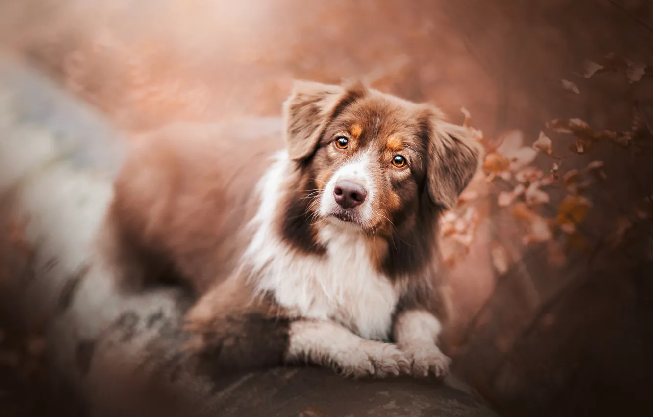 Фото обои взгляд, собака, боке, Австралийская овчарка, Аусси