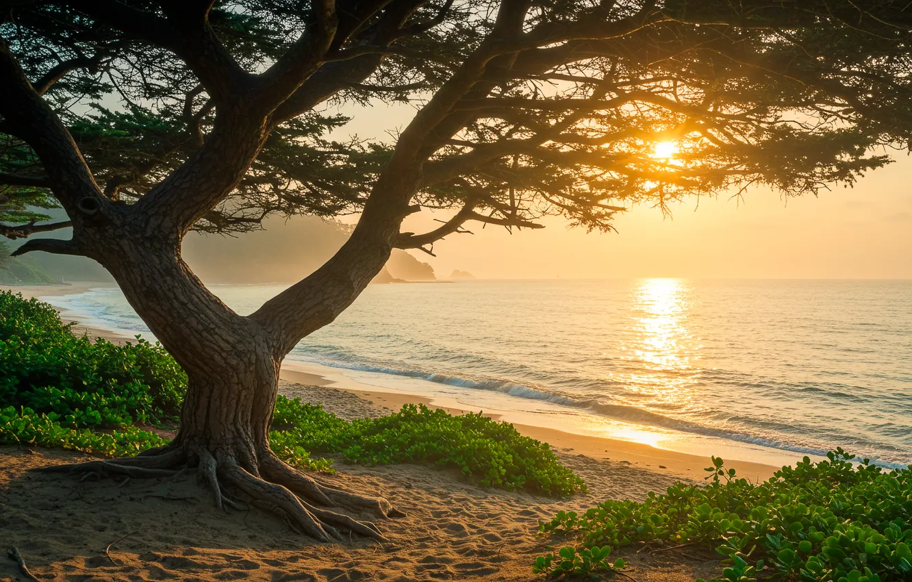 Фото обои вода, закат, дерево, берег, wallpaper, sunset, water, tree