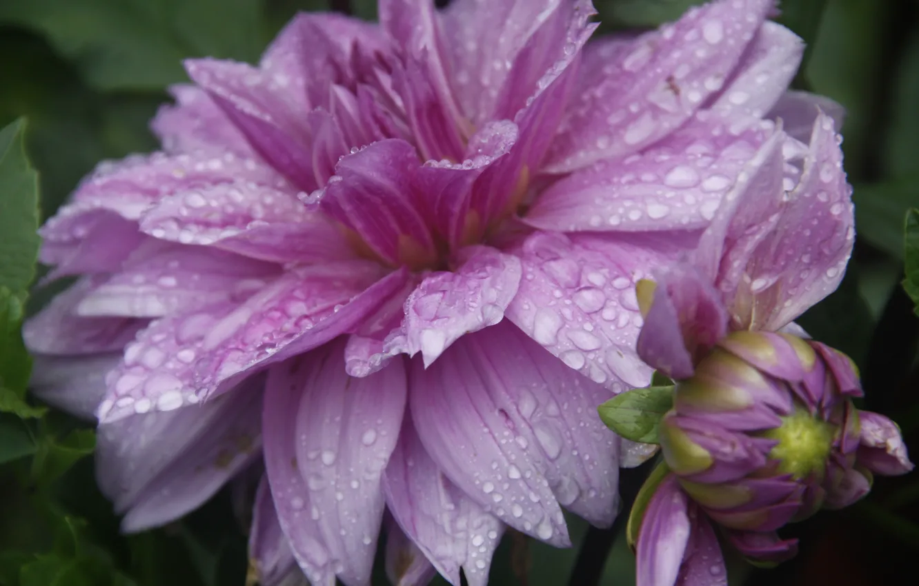 Фото обои цветок, капли, макро, природа, фон, дождь, обои, растение