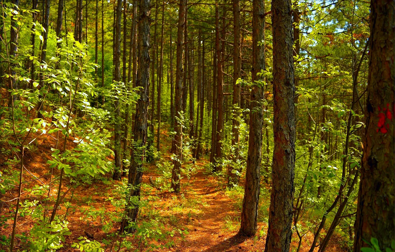 Фото обои Весна, Деревья, Лес, Spring, Forest, Trees