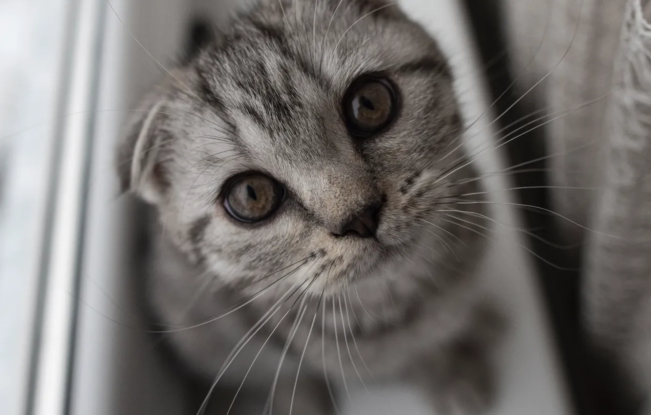 Фото обои кошка, кот, взгляд, котенок, серый, вислоухий, окно, подоконник