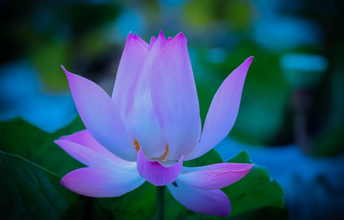 Фото обои нежность, лепестки, Lotus