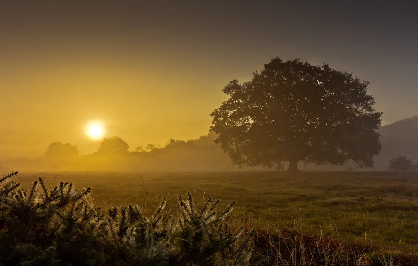 Фото обои поле, лето, туман, дерево, рассвет, утро
