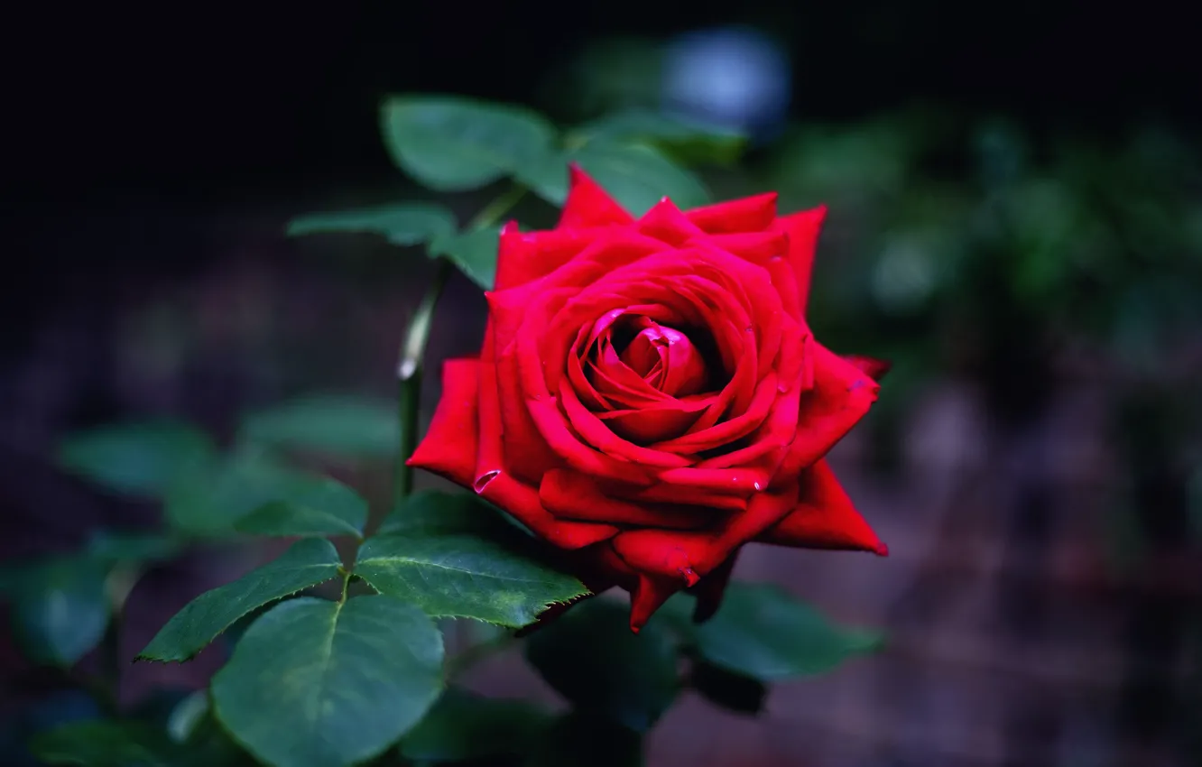 Фото обои цветок, листья, ночь, темный фон, фон, роза, бутон, красная