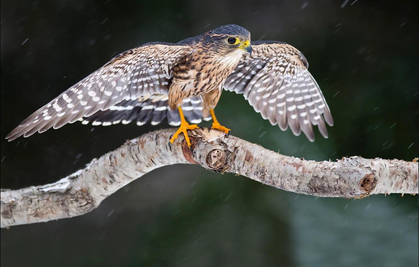 Фото обои взгляд, снег, дерево, птица, крылья, Сокол