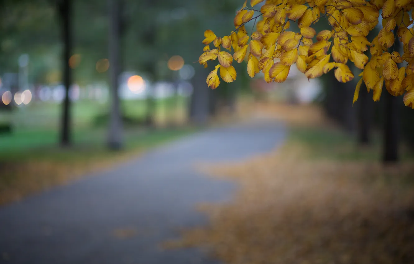 Фото обои осень, листья, макро, город, блики, парк, дерево, вечер