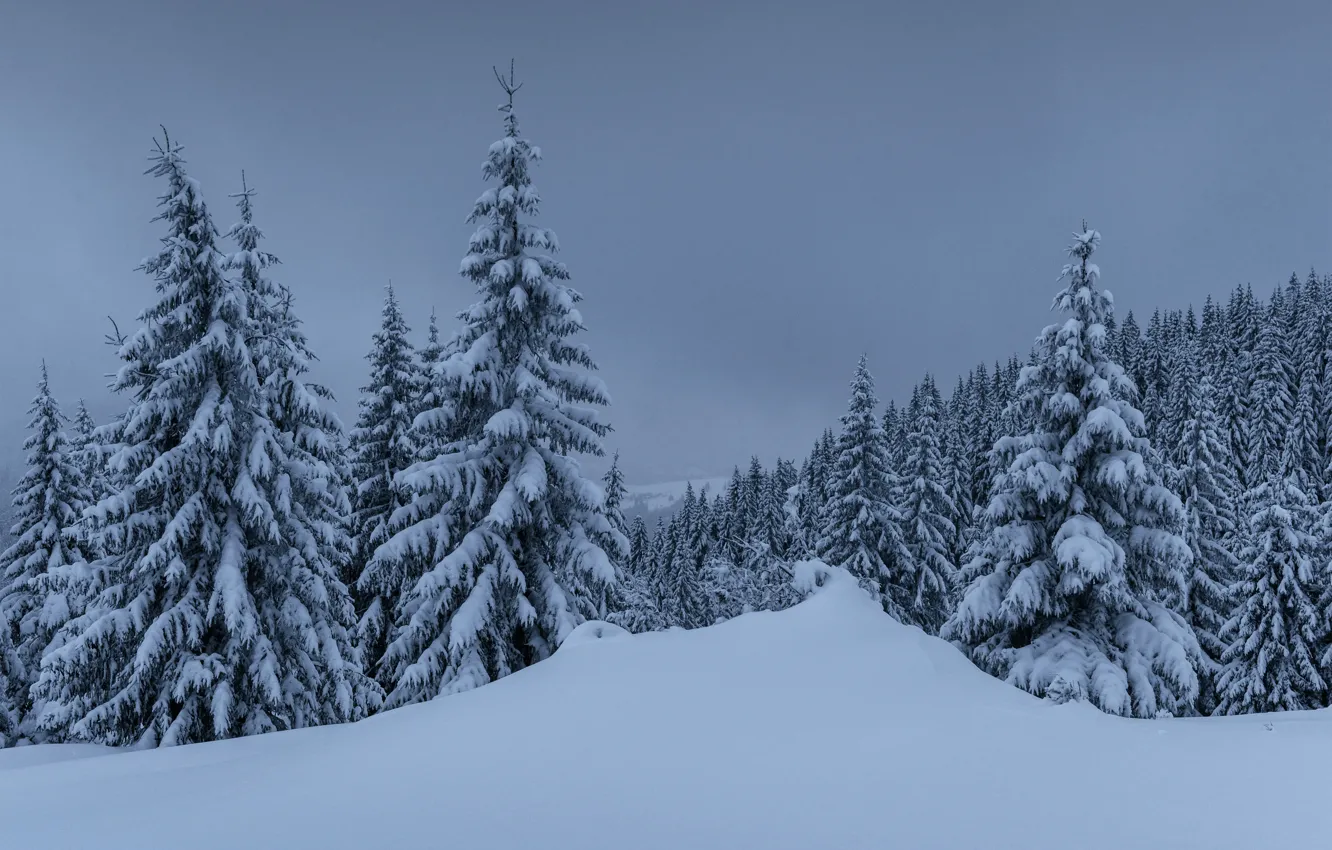 Фото обои зима, снег, деревья, пейзаж, горы, елки, forest, landscape