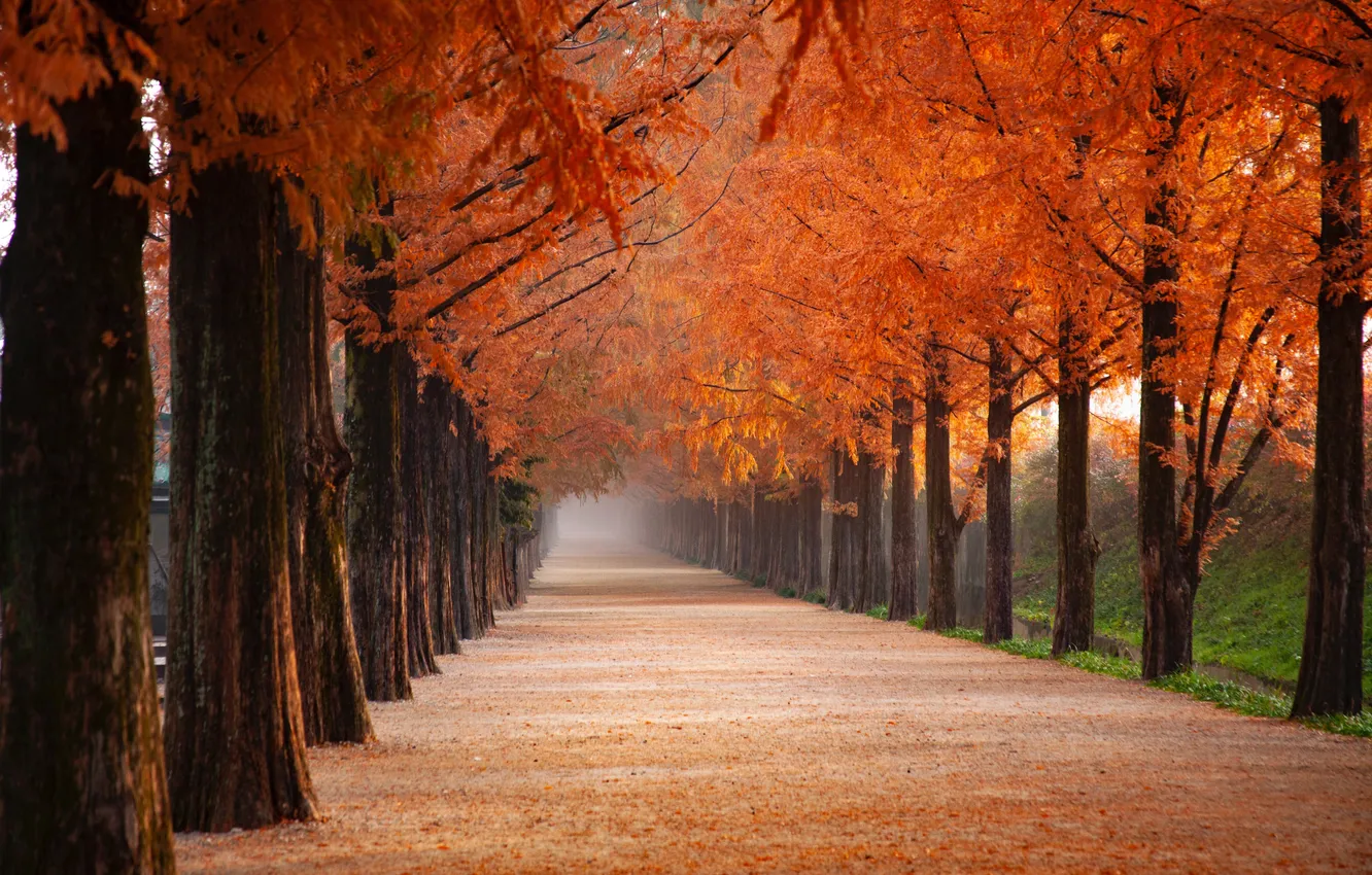 Фото обои autumn, distant, alley, distance, autumnal colors, autumnal, disappear