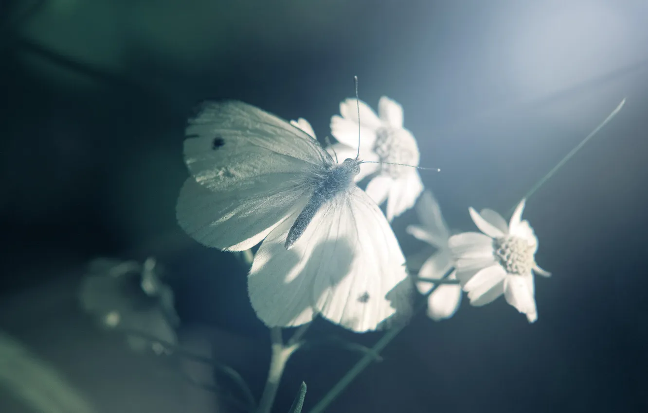Фото обои свет, бабочка, Цветок
