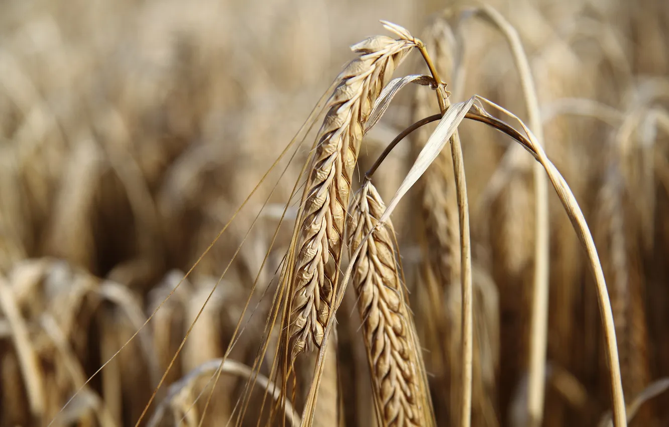 Фото обои пшеница, поле, рожь, урожай, колоски, сухие, злаки, кососья