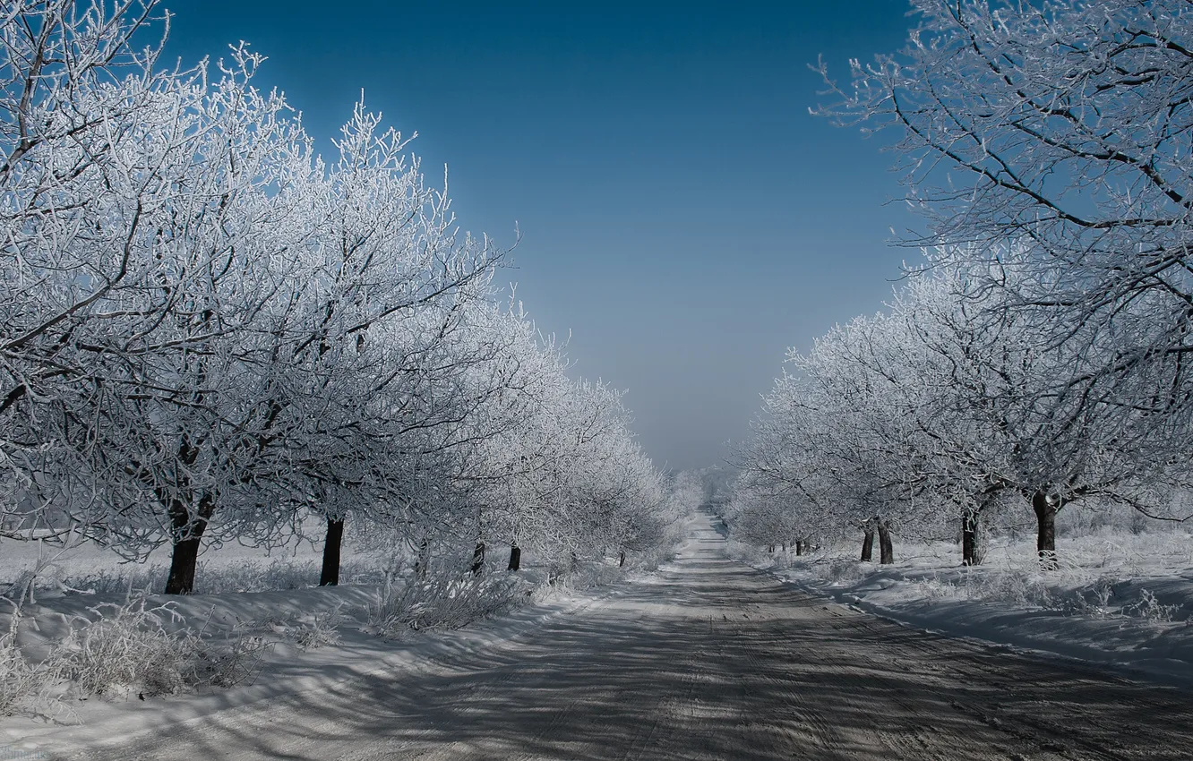 Фото обои зима, дорога, небо, деревья, Снег, мороз
