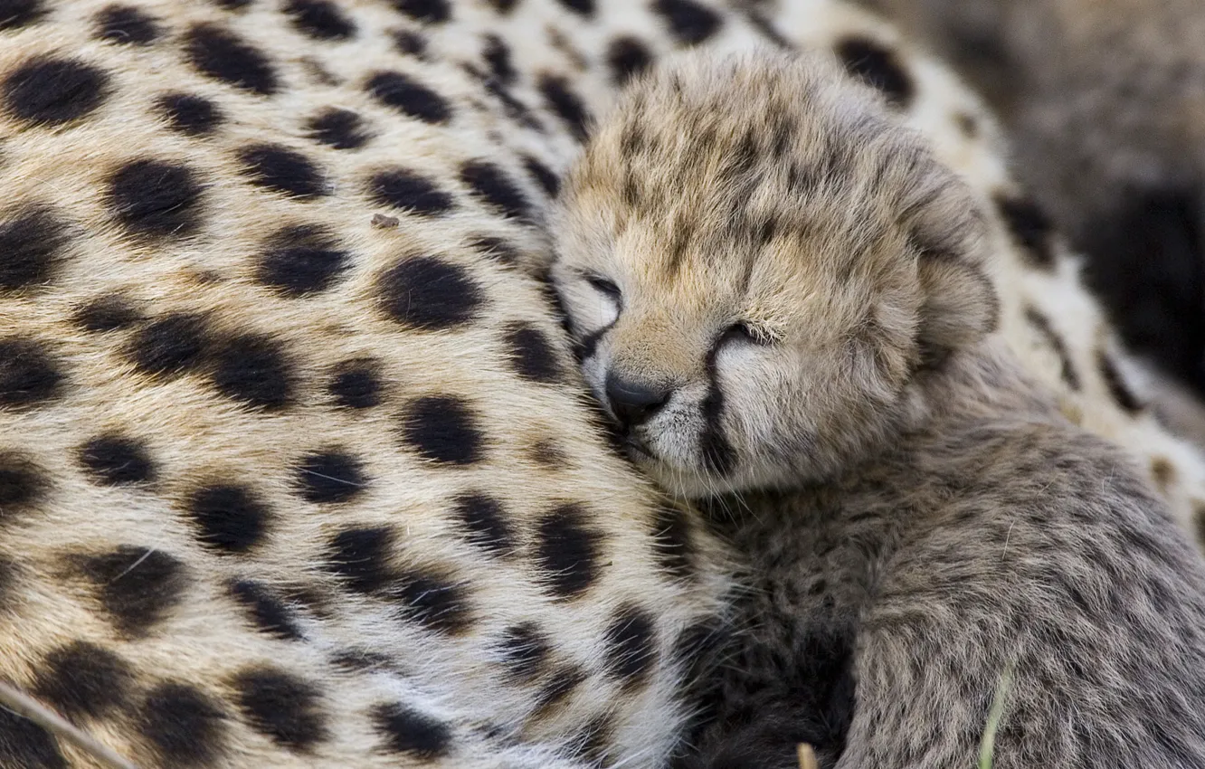 Фото обои хищник, гепард, детёныш, Cheetah